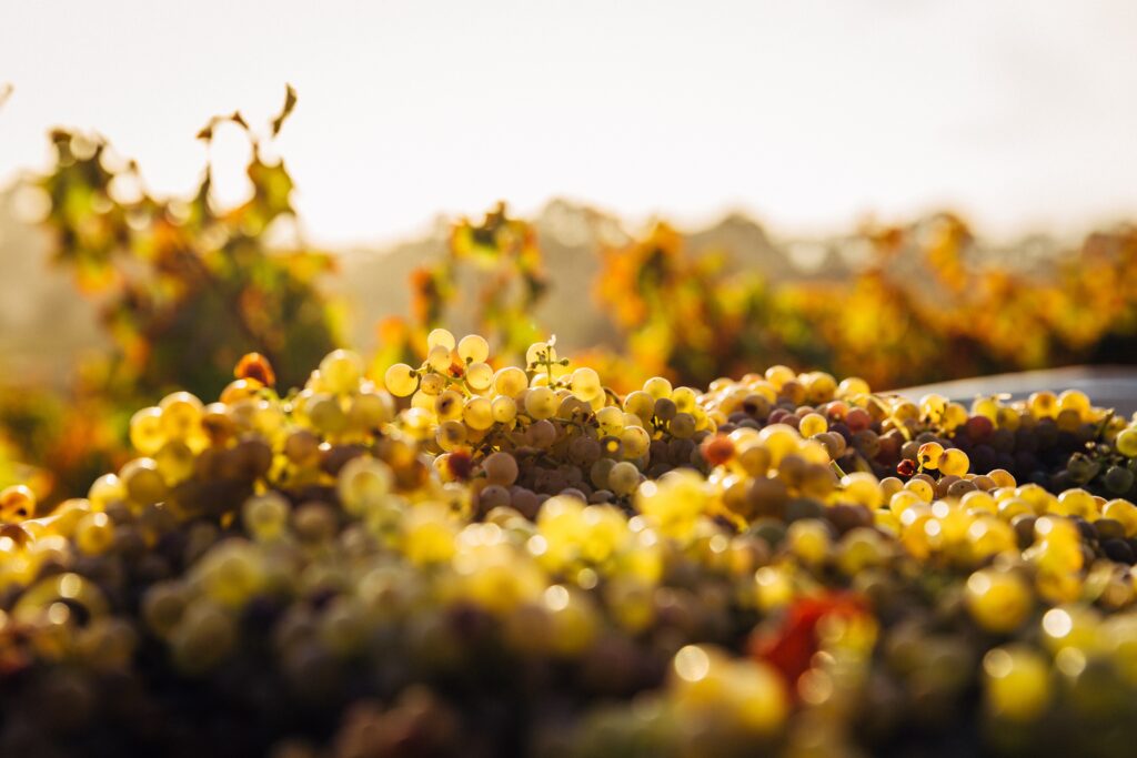 Such As Cooking Classes Or Wine Tastings?