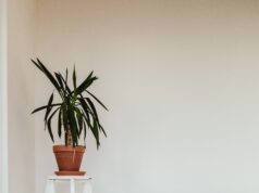 What Options Are Available If I Don’t Drink Alcohol?