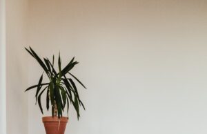 What Options Are Available If I Don’t Drink Alcohol?